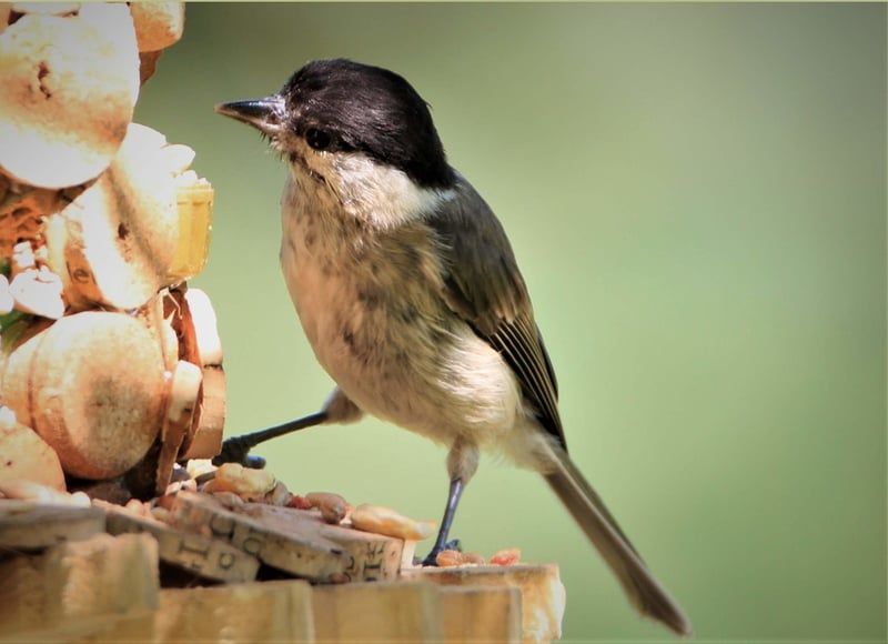 oiseau chanteur